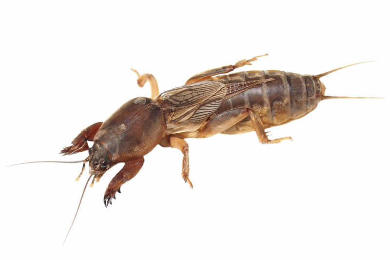 Crickets, Mole Cricket, Gryllotalpidae